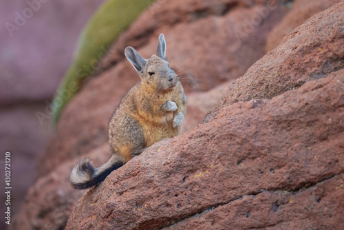 Close-up portrait of Southern Viscacha, (Lagidium viscacia) , looks like a crossing of hare and Chinchilla and lives in the higher altitudes of the Andes, alti plano in Chile, Argentina and Bolivia photo