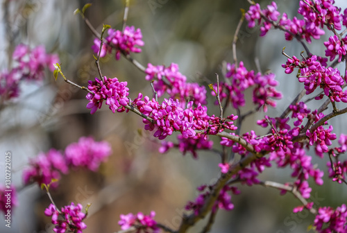 Tableau sur toile Cercis chinensis, the Chinese redbud is a plant in the legume the family Fabaceae