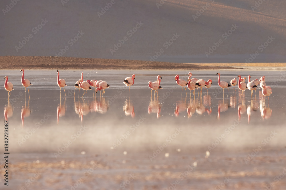 Fototapeta premium Pink flamingos at exciting lagona colorada scenery in Bolivia, South America