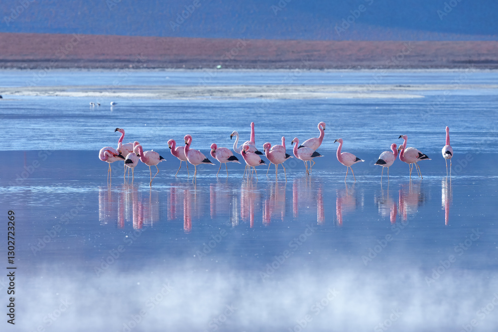 Naklejka premium Pink flamingos at exciting lagona colorada scenery in Bolivia, South America
