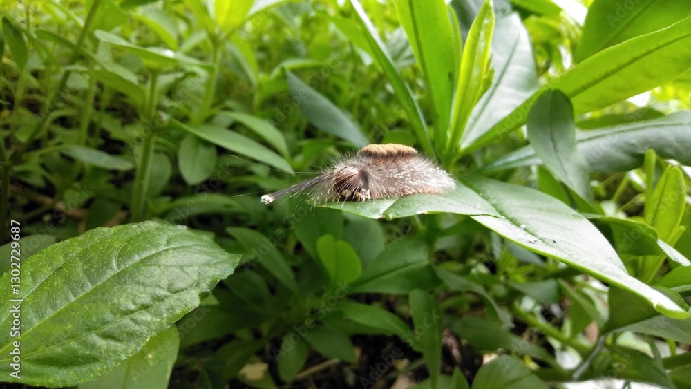 A caterpillar is crawling on a leaf. A caterpillar is crawling on a leaf.