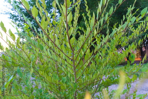 elm branch