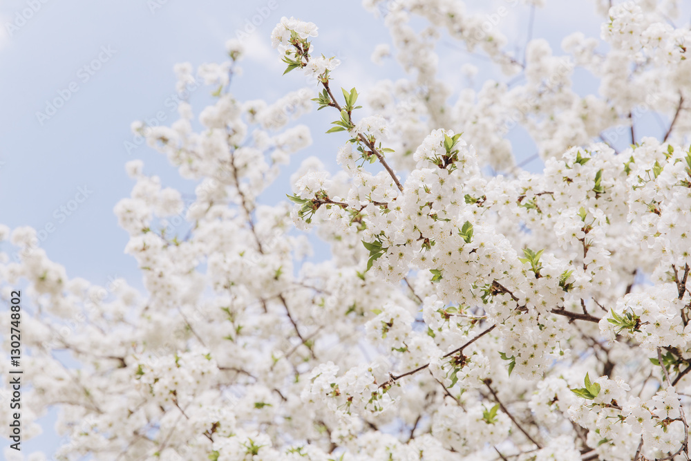 White flowers blooming on branches against blue sky in spring White flowers blooming on branches against blue sky in spring