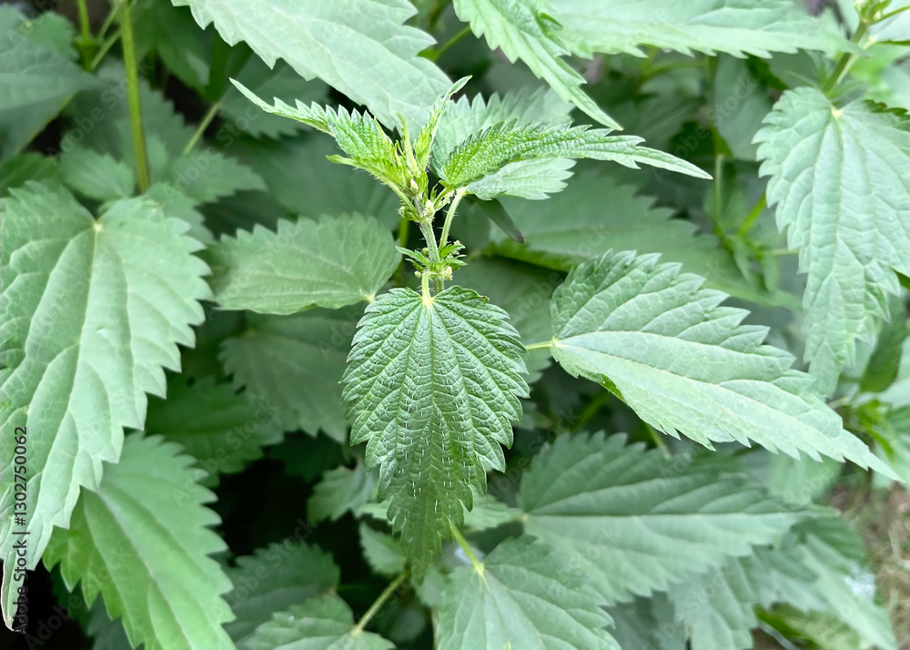 Stinging Nettle Leaves Close Up Stinging Nettle Leaves Close Up