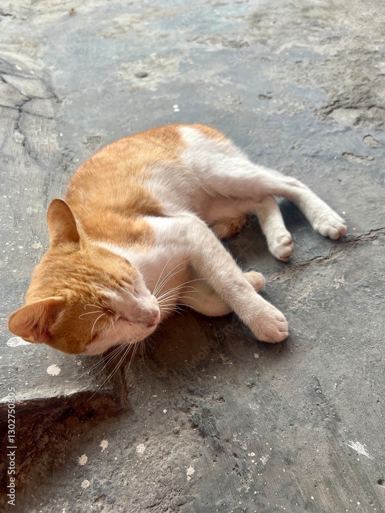 A cat with yellow and white fur that looked dusty after playing in the street was sitting in the yard A cat with yellow and white fur that looked dusty after playing in the street was sitting in the yard