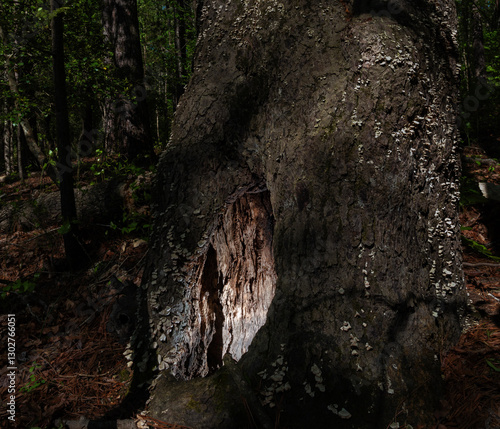 Tree with light coming from a hole in its back