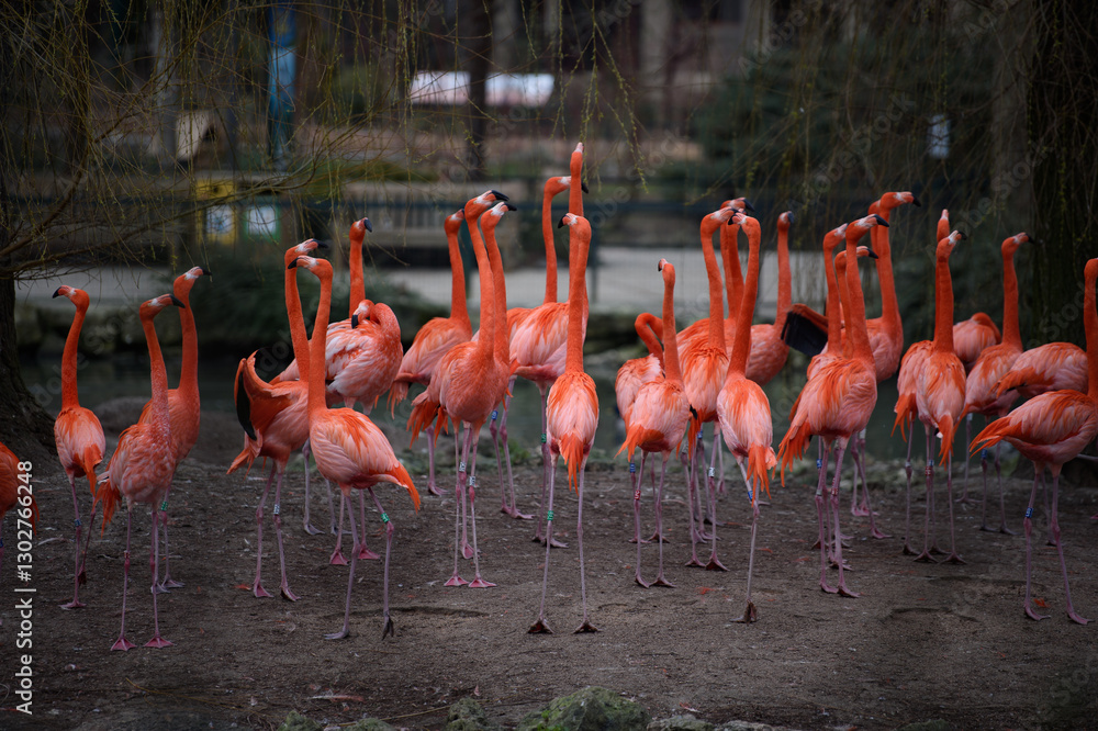 Obraz premium Flamant rose