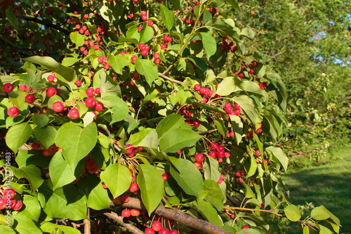red apple tree