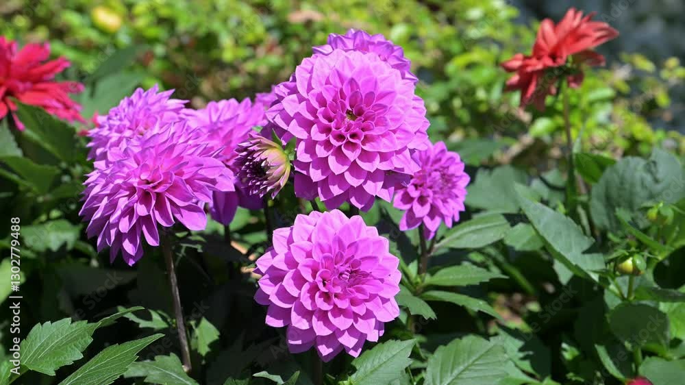 Beautiful dahlia flowers in the park.