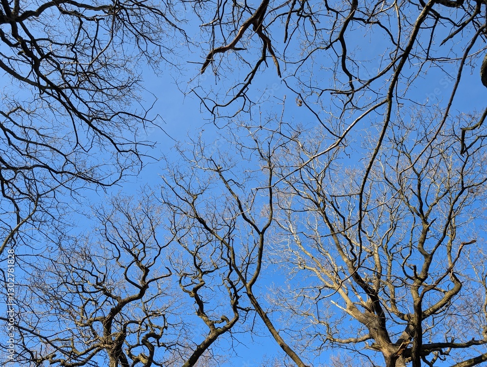 Canopy of trees in early spring in the United Kingdom Canopy of trees in early spring in the United Kingdom
