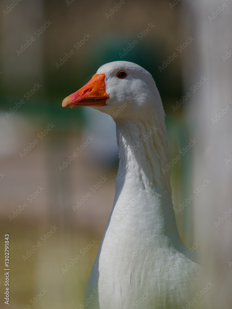 Fototapeta premium a cute goose in the nature