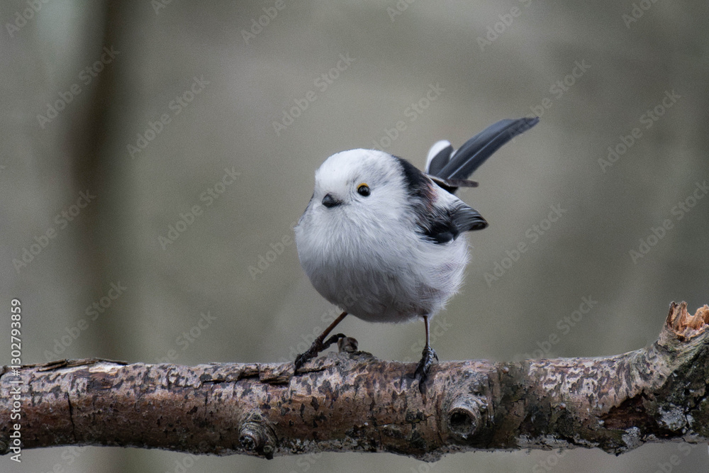 Long-tailed tit (Aegithalos caudatus), also named long-tailed bushtit on a tree branch. Long-tailed tit (Aegithalos caudatus), also named long-tailed bushtit on a tree branch.