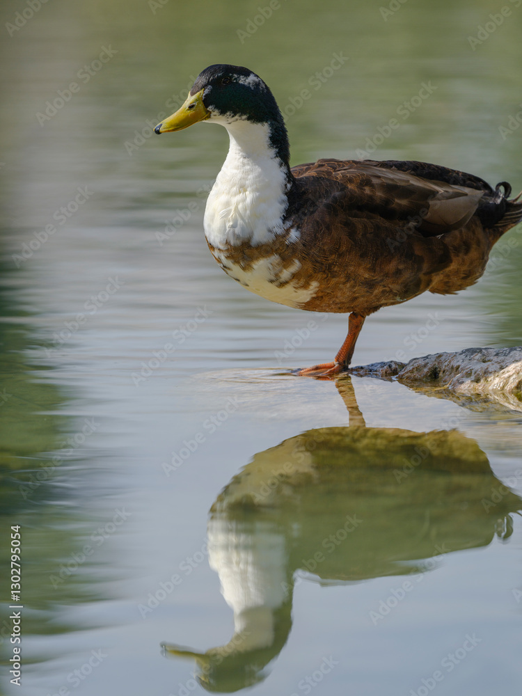 Fototapeta premium a cute duck by the lake