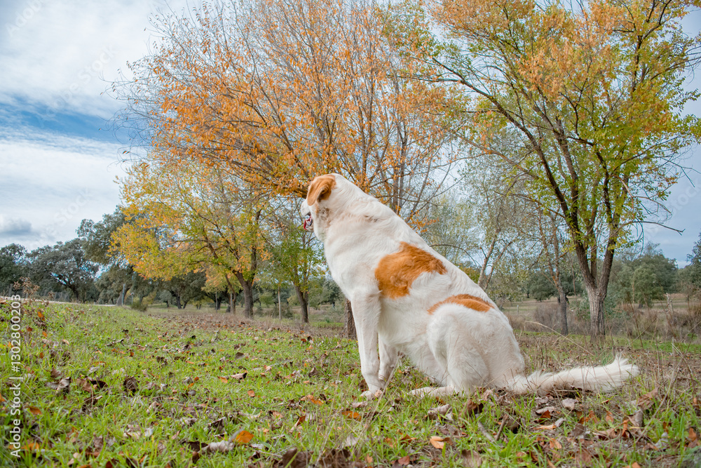 Ταπετσαρία Dog abandoned in the park anxiously awaits the return of his owner