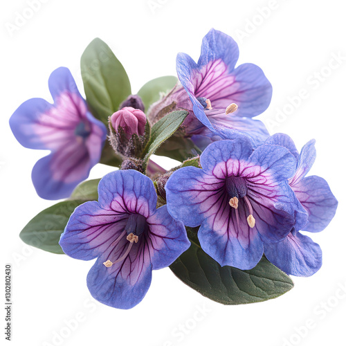 Pulmonaria Flower isolated on transparent background