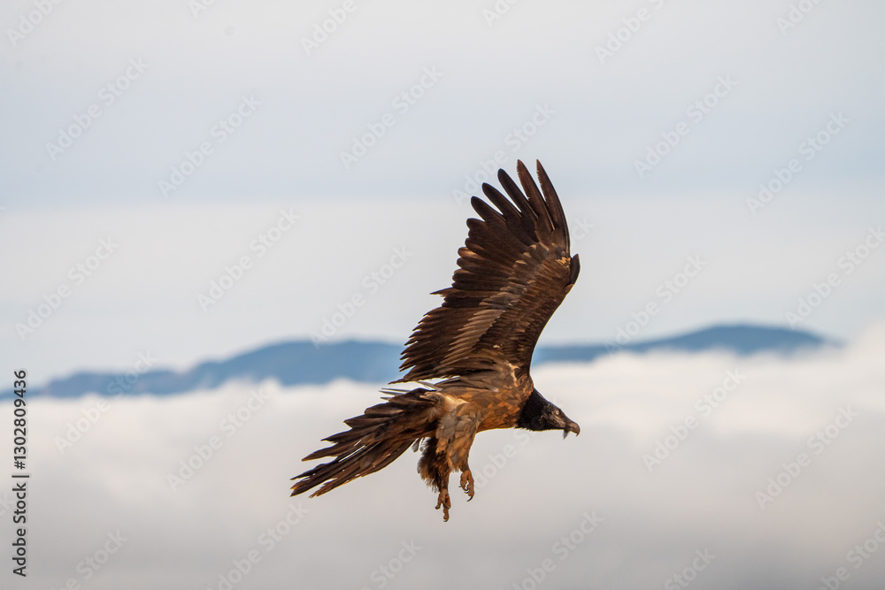 Fototapeta premium Bearded Vulture (Gypaetus barbatus) photographed in Spain