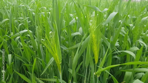  Lush Green Wheat Field with Growing Grain Spikes photo