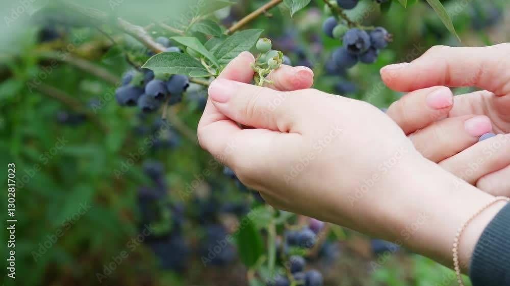 Enjoy the delightful experience of hand plucking fresh blueberries on a local farm today Enjoy the delightful experience of hand plucking fresh blueberries on a local farm today