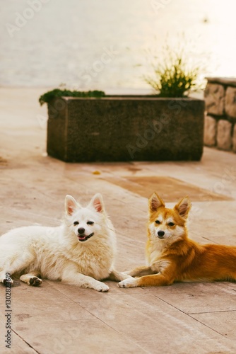 Two lovely dogs resting together outdoors