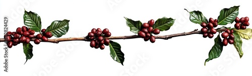 Coffee Branch with Red Berr...