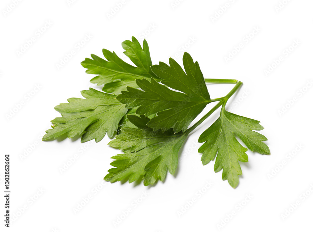 Sprigs of fresh parsley isolated on white Sprigs of fresh parsley isolated on white