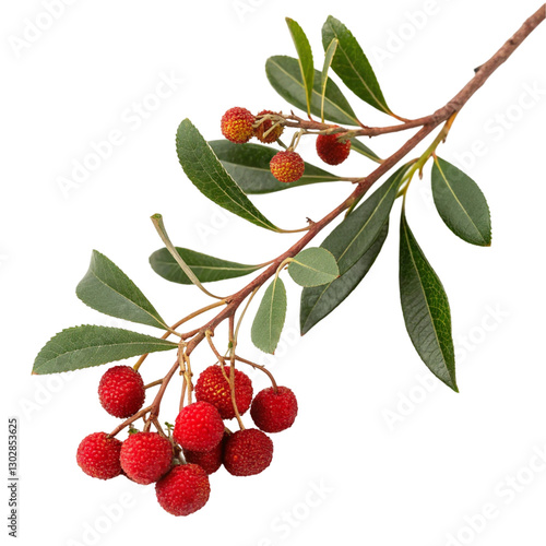Arbutus unedo branch with red berries isolated on transparent background  
