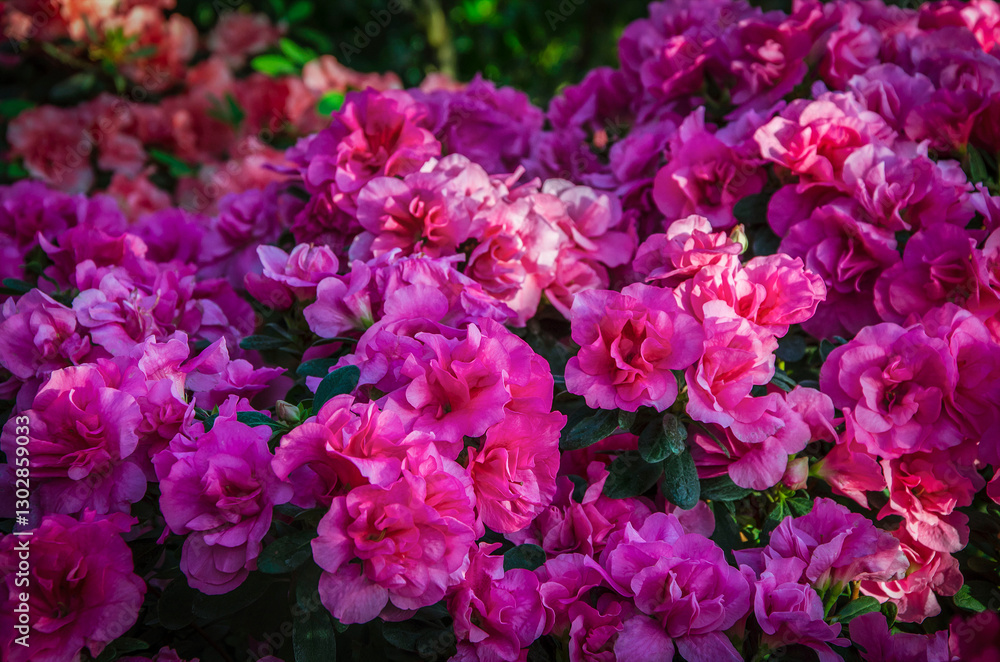 Pink terry azalea close-up in the city botanical garden. Pink terry azalea close-up in the city botanical garden.