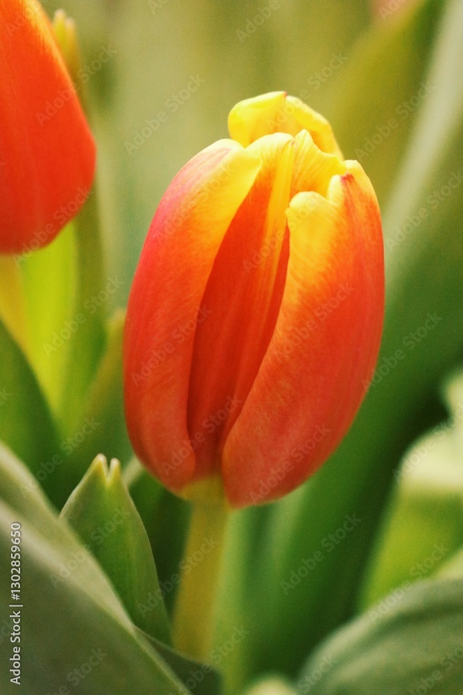 Naklejka premium red yellow tulip