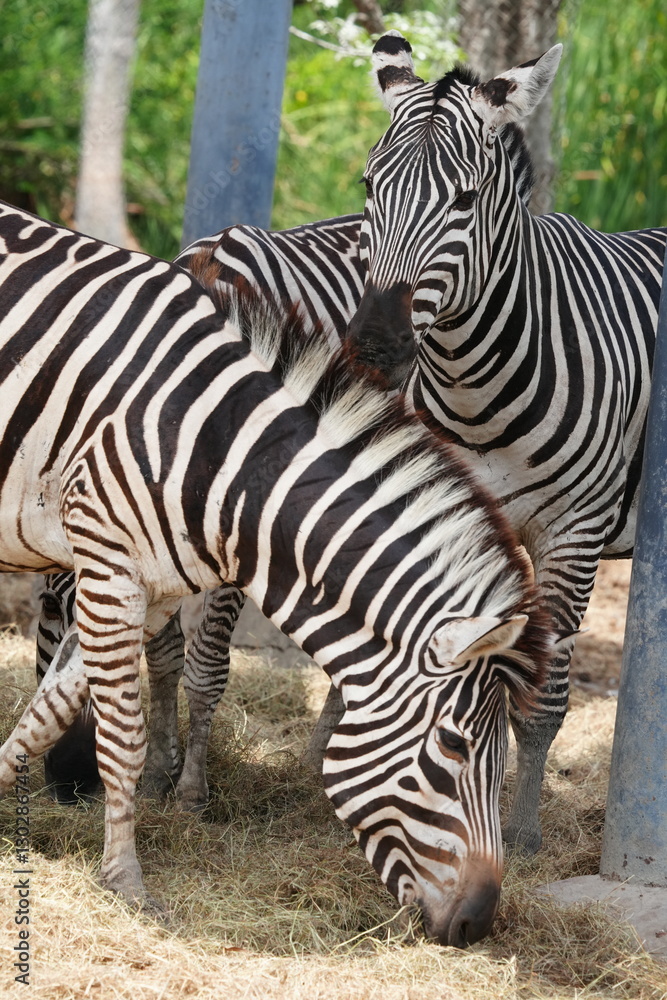 Zebras in the wild at the Bangkok Open Zoo, Thailand. Zebras in the wild at the Bangkok Open Zoo, Thailand.