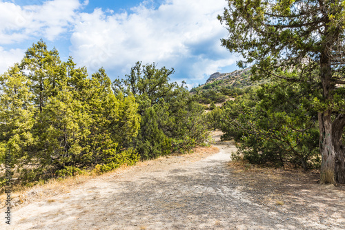 Juniper grove on the Black Sea coast near the Golitsyn trail  near  the village of Novy Svet, Crimea, Russia.