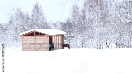 Wallpaper Mural Two horses standing in a snowy environment. Torontodigital.ca