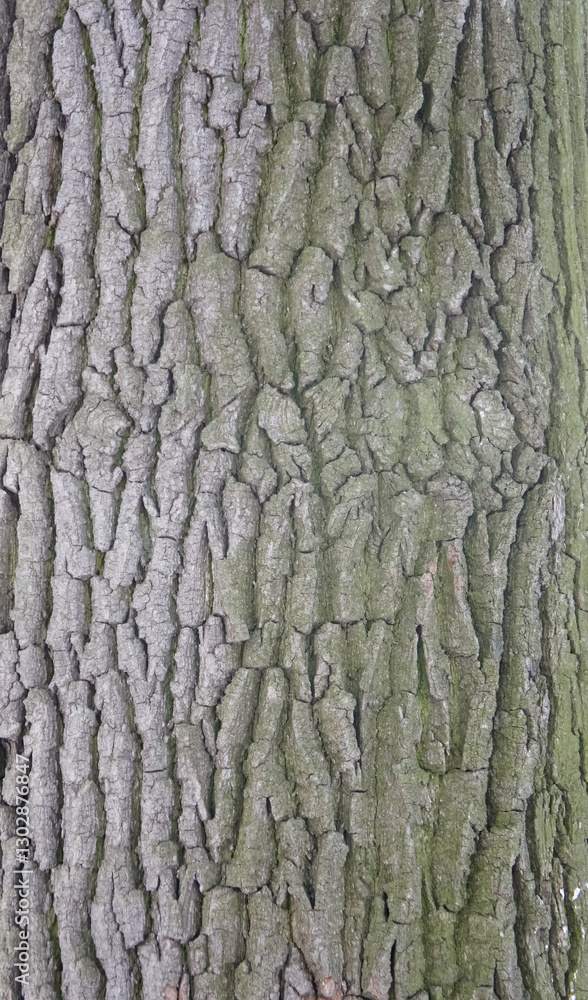 Detailed close-up of tree bark, oak, textured, natural earthy colors, organic pattern