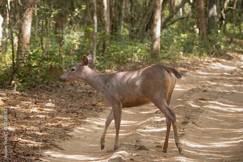 Fototapeta Naklejka Na Ścianę i Meble -  Sri Lankan sambar,  Indian sambar - Rusa unicolor unicolor doe, hind, female crossing the road. Photo from Wilpattu National Park in Sri lanka. Vulnerable species.