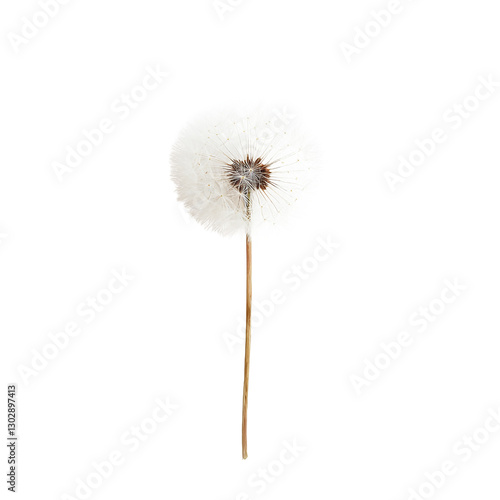 Wallpaper Mural Close-up of a single dandelion seed head against a transparent background. Torontodigital.ca