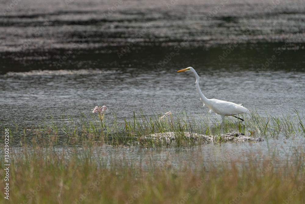 Obraz premium Eastern great egret - Ardea alba modesta wading in water close to Mugger crocodile, mugger, marsh crocodile - Crocodylus palustris. Photo from Wilpattu National Park in Sri Lanka. 