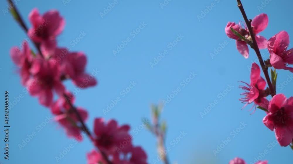 Peach Blossoms Spring Flowers Blue Sky - Close up of pink peach blossoms against a clear blue sky in spring. Peach Blossoms Spring Flowers Blue Sky - Close up of pink peach blossoms against a clear blue sky in spring.