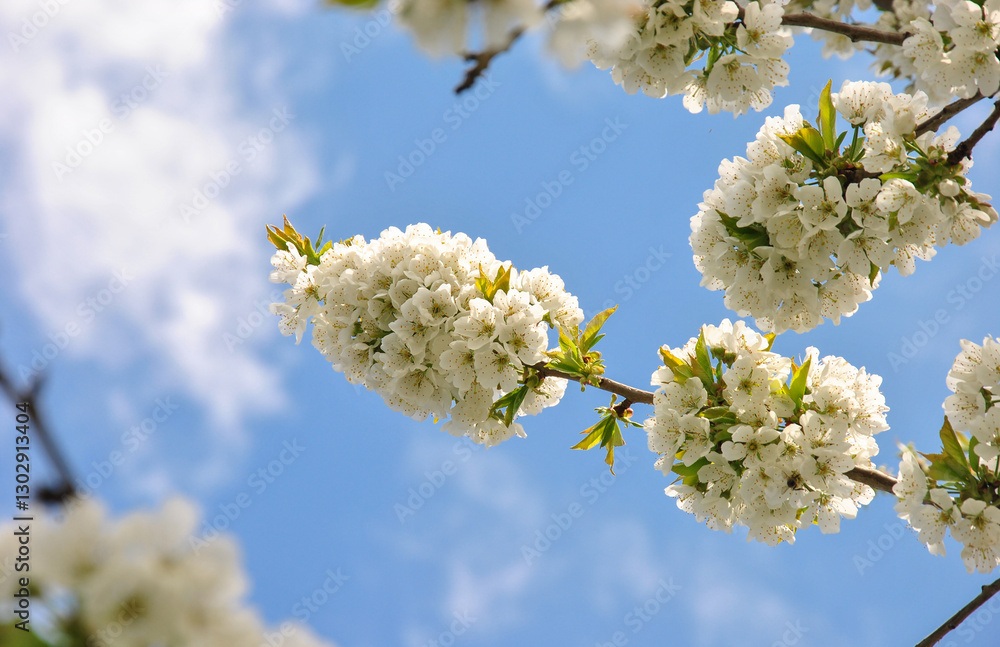 beautiful blooming cherry branch against the blue sky. spring mood concept beautiful blooming cherry branch against the blue sky. spring mood concept