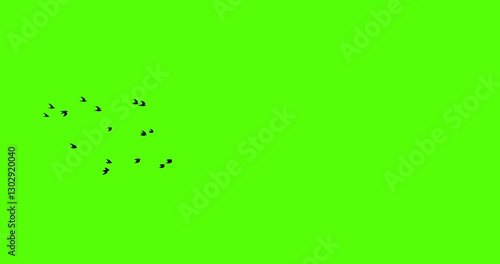 low poly black bird flying animation loop on green screen