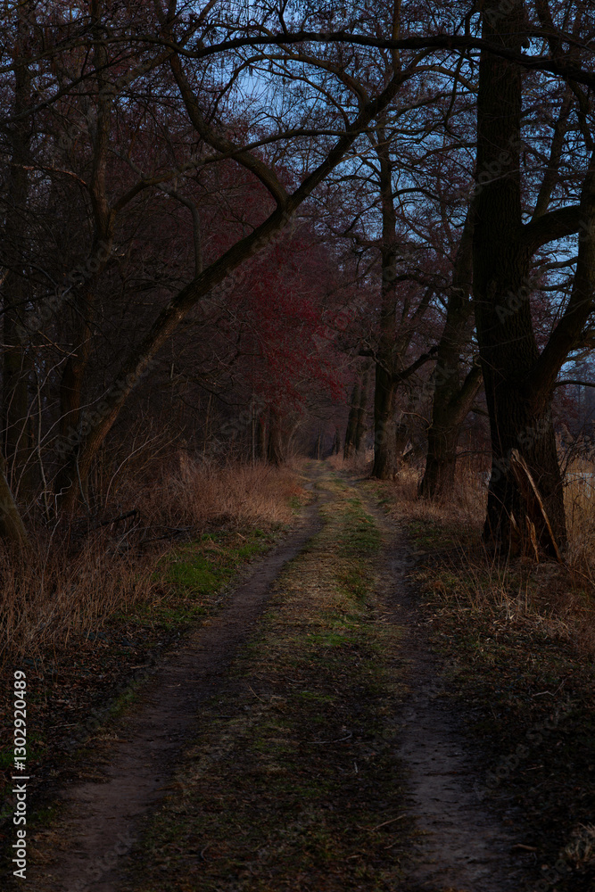 Naklejka premium Road among trees, at dusk, Raszyn near Warsaw, Masovia, central Poland.
