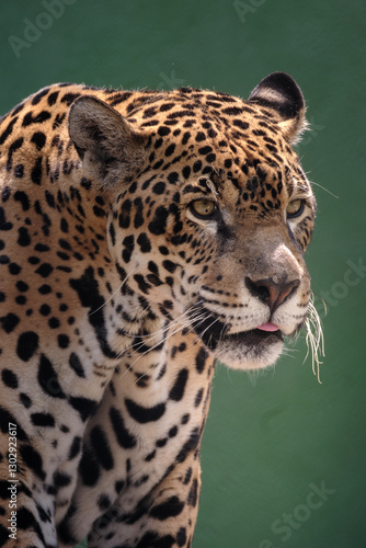 Onça perigo, Onça pintada, onça