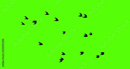 low poly black bird animation loop on green screen