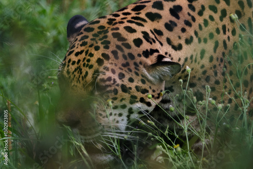 Onça pintada
