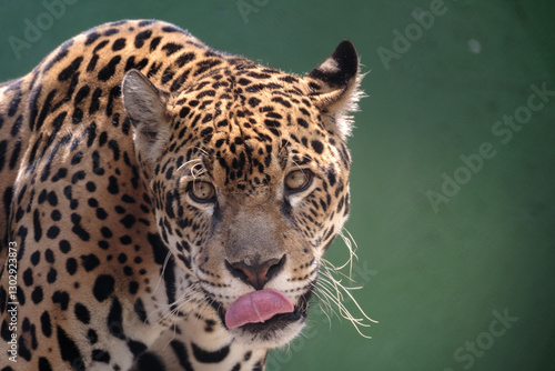 onca pintada