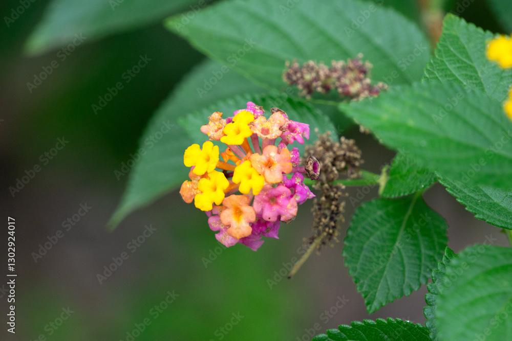 Vibrant Lantana camara (Common Lantana) in Full Bloom Vibrant Lantana camara (Common Lantana) in Full Bloom