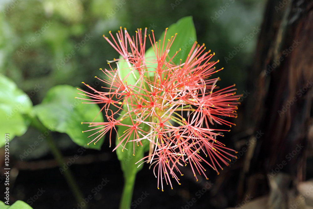 Macro image of a Blood flower bloom, Derbyshire England
Macro image of a Blood flower bloom, Derbyshire England