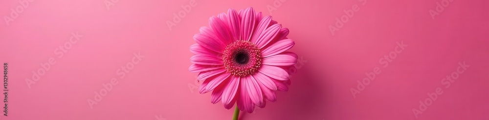 Vibrant pink gerbera daisy, petals fully open, isolated , white, texture, garden Vibrant pink gerbera daisy, petals fully open, isolated , white, texture, garden