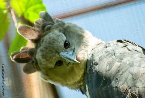 close-up portrait of the head of the large forest eagle known as the harpy eagle of the species Harpia harpyja bred in captivity