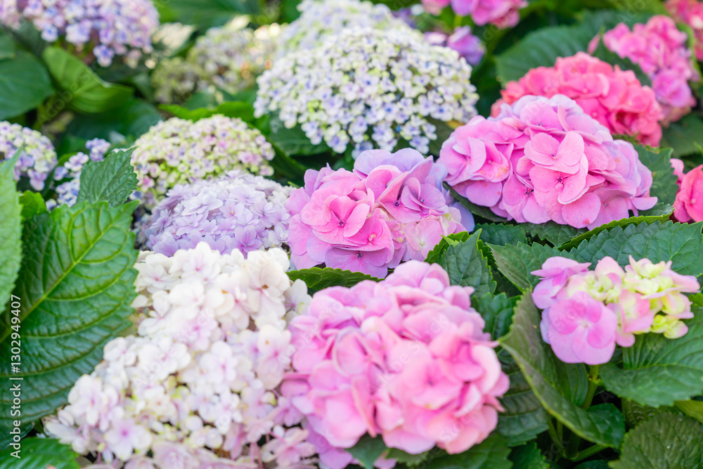 Blooming cultivar bigleaf hydrangea, Hydrangea macrophylla. Blooming cultivar bigleaf hydrangea, Hydrangea macrophylla.