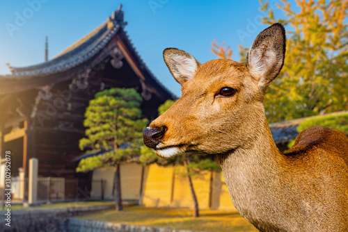 Japan doe. Nara park. Japan...