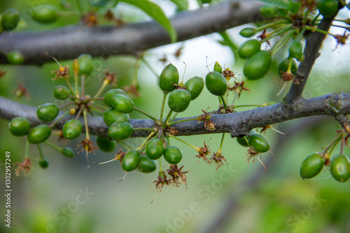 Green plum fruits ripen on a branch on a sunny day in spring close-up